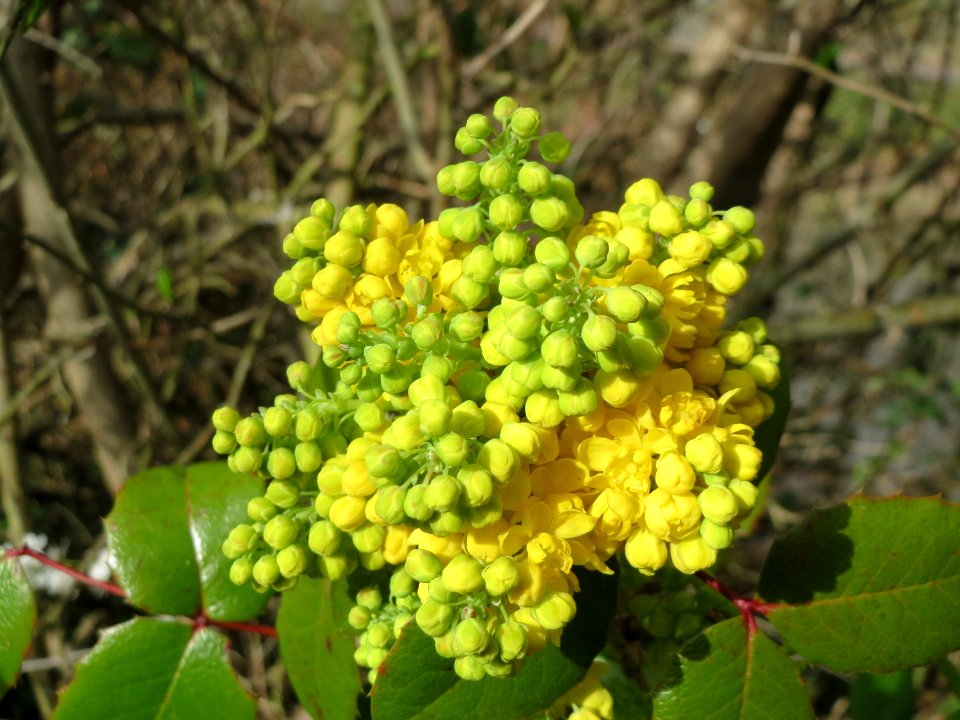 20150401Mahonia_aquifolium