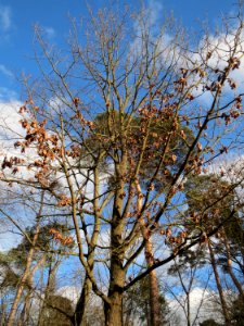20150111Quercus_robur1