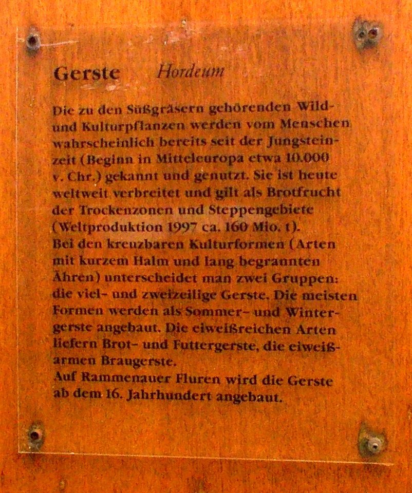 2015_Rammenau_Feldfrüchte_Gerste