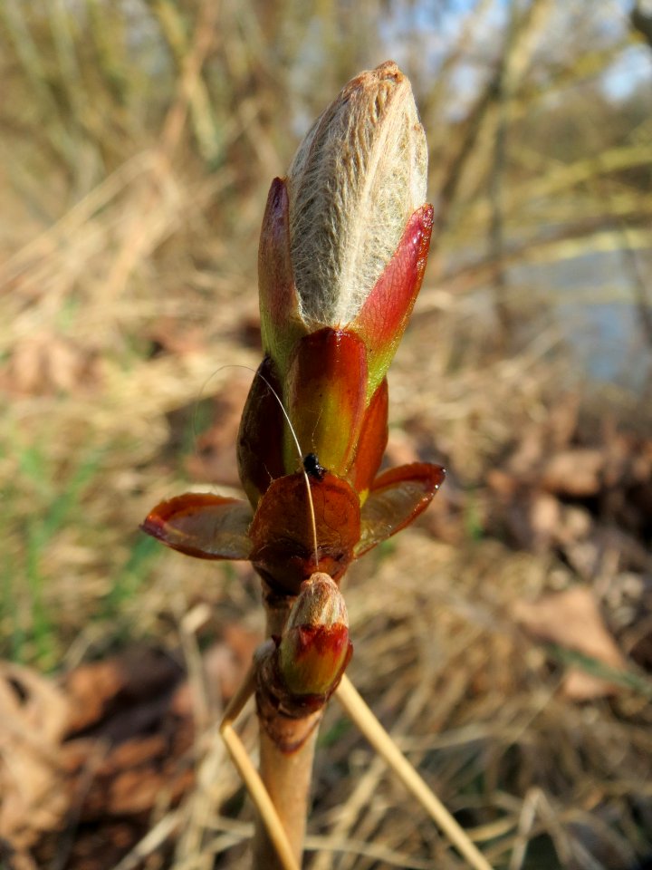 20150327Aesculus_hippocastanum3