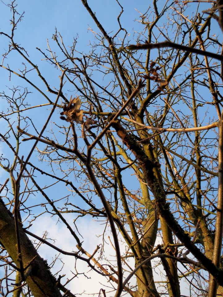 20150111Acer_pseudoplatanus2