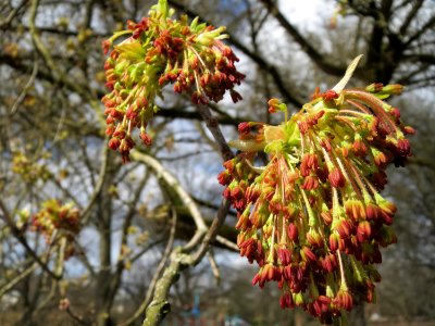 20150327Acer_negundo2