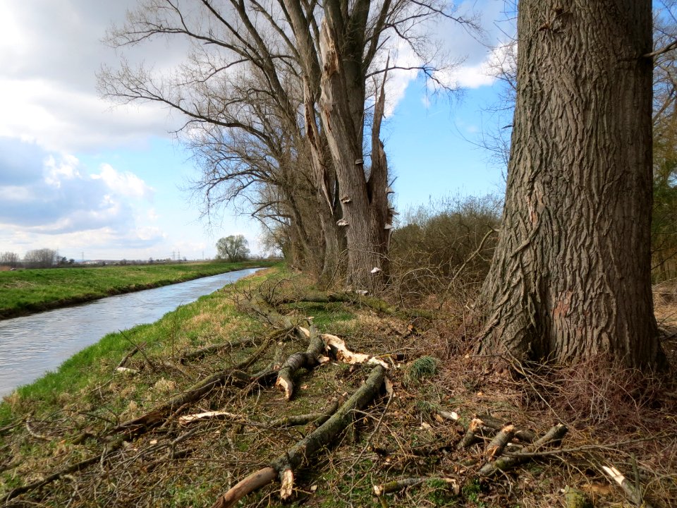 20150402Alter_Kraichbach1