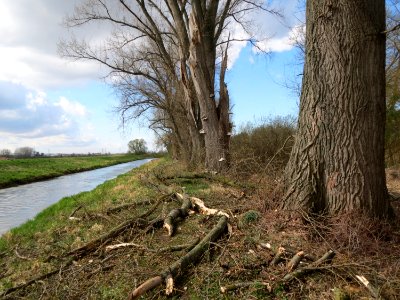 20150402Alter_Kraichbach1