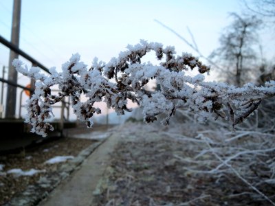 20150106Solidago_canadensis