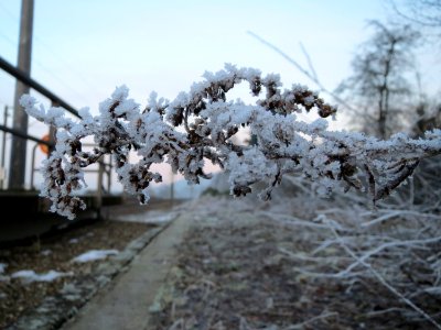 20150106Solidago_canadensis photo