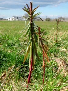 20150402Euphorbia_lathyris2