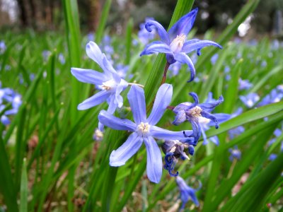 20150326Scilla_luciliae1