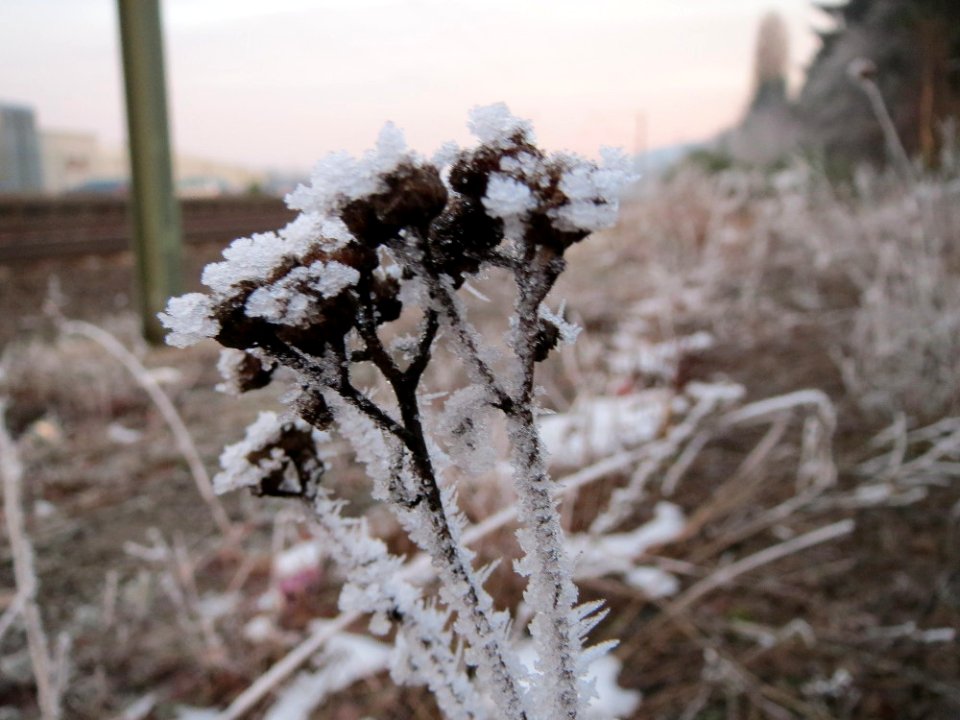 20150106Tanacetum_vulgare2
