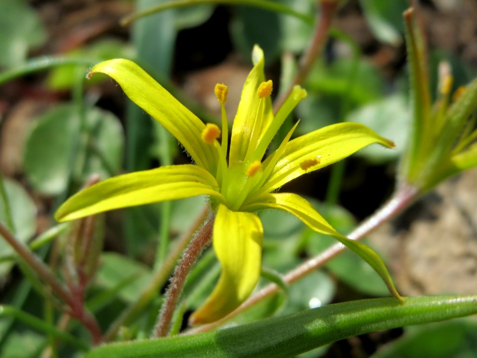 20150401Gagea_villosa4
