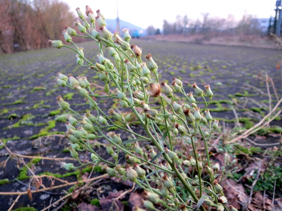 20150106Erigeron_canadensis