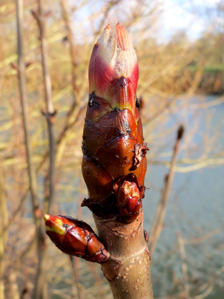 20150327Aesculus_hippocastanum1