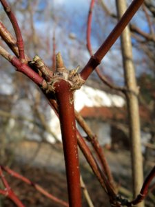 20150111Cornus_sanguinea1