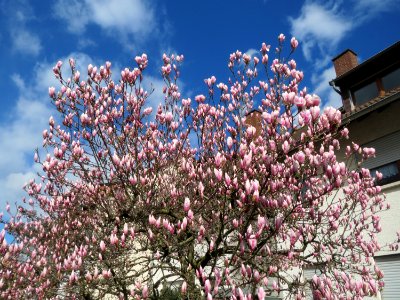 20150401Magnolia_x_soulangeana1