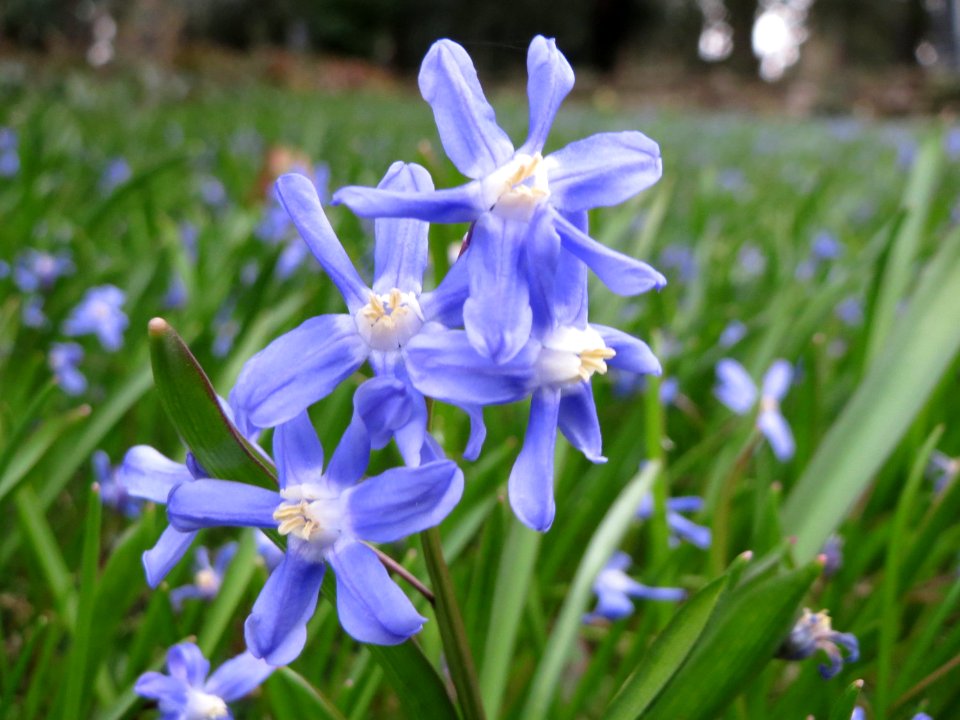 20150326Scilla_luciliae2