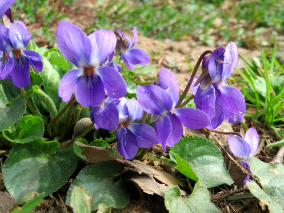20150324Viola_odorata3
