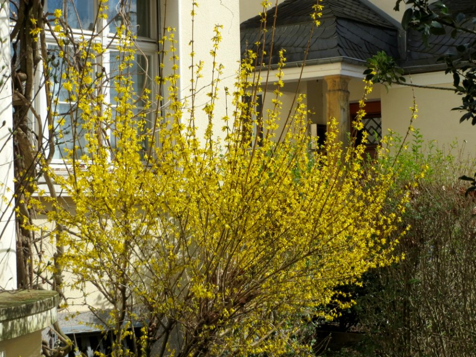 20150327Forsythia_x_intermedia1