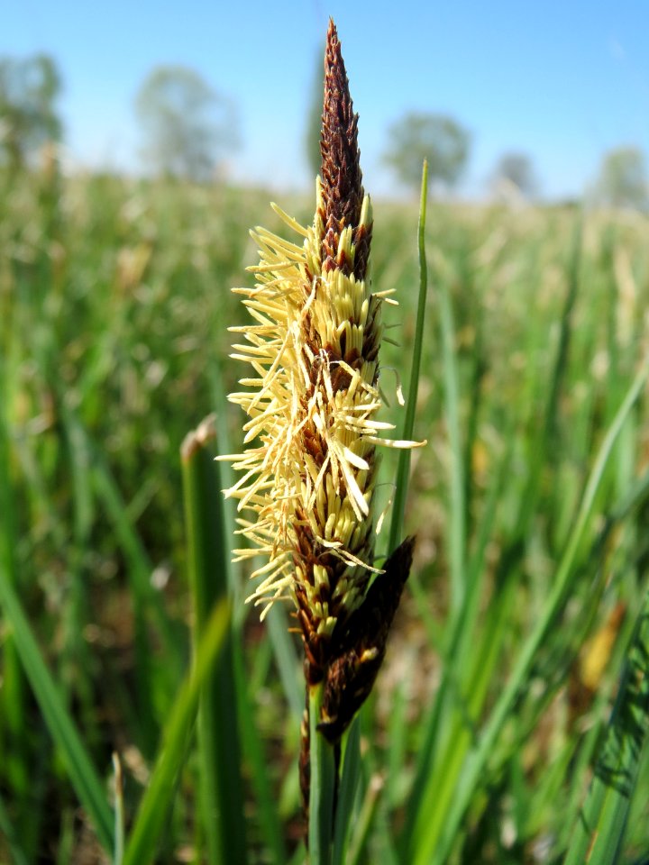 20150420Carex_acutiformis13