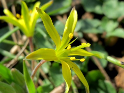 20150401Gagea_villosa6