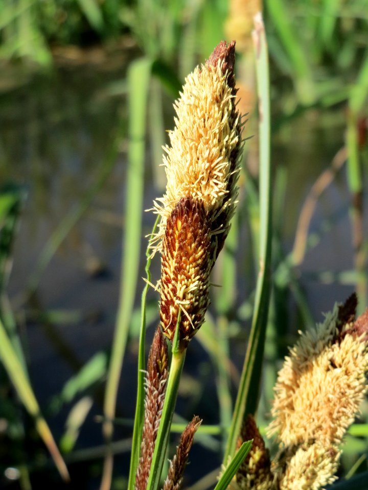 20150420Carex_acutiformis09