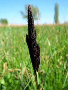 20150420Carex_acutiformis02
