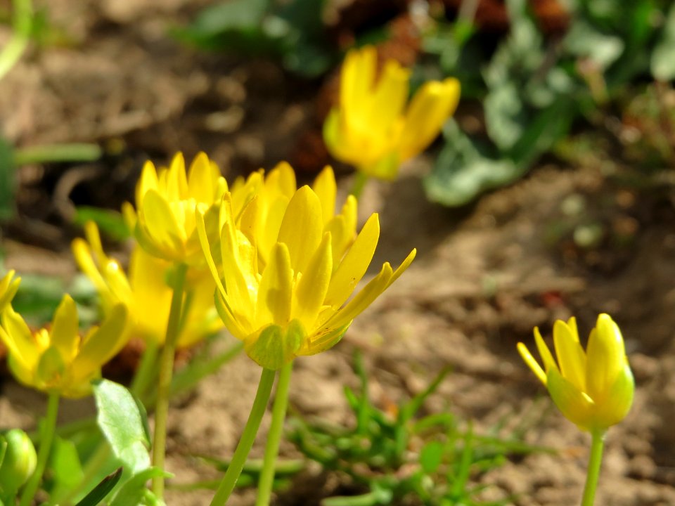 20150327Ficaria_verna2
