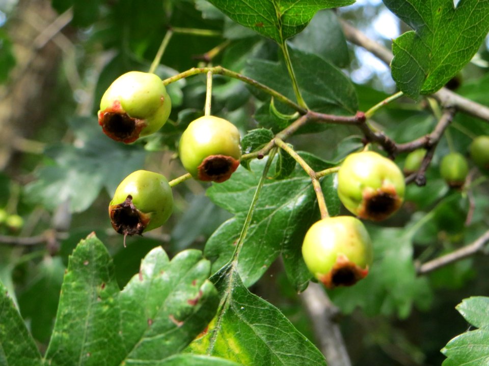 20140726Crataegus_monogyna