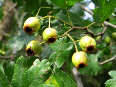 20140726Crataegus_monogyna