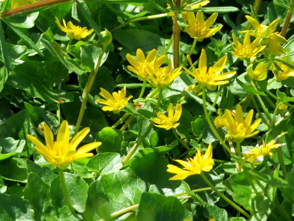 20150420Ficaria_verna3