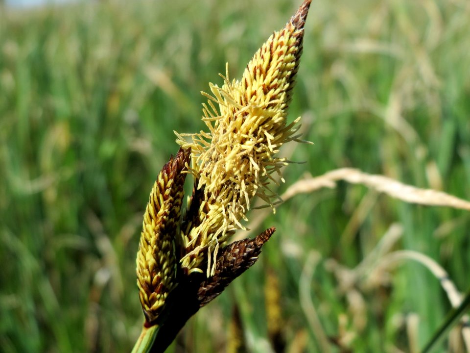 20150420Carex_acutiformis14