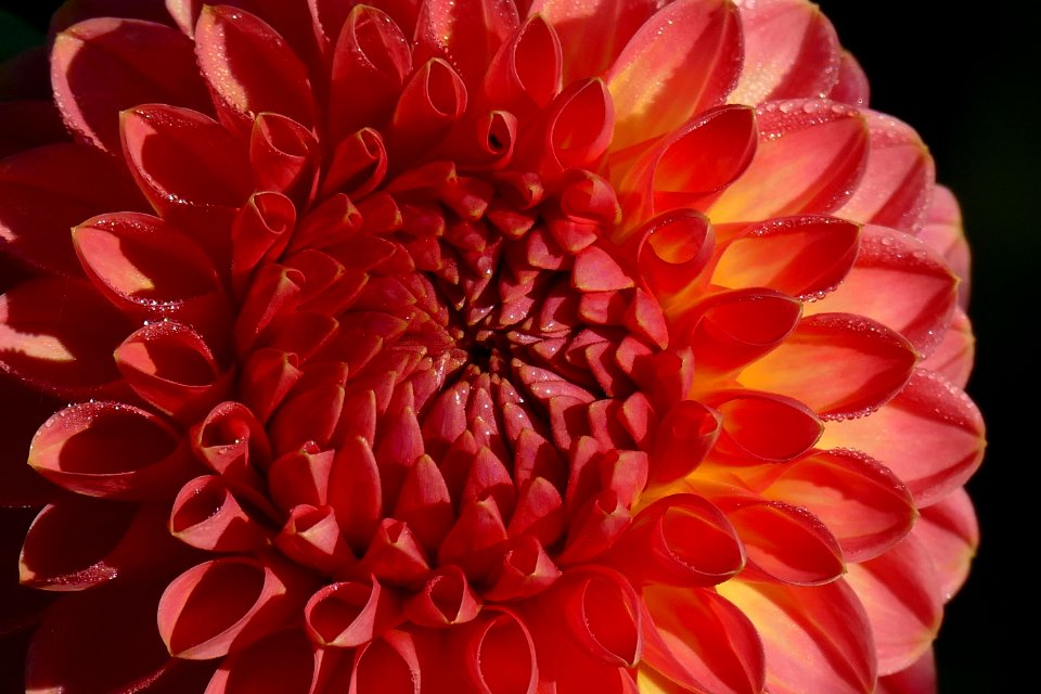 2015.09.28.084042_Dahlia_Schloß_Benrath_Düsseldorf