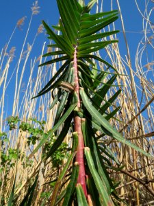 20150420Euphorbia_lathyris4