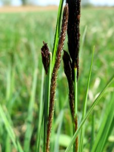 20150420Carex_acutiformis07
