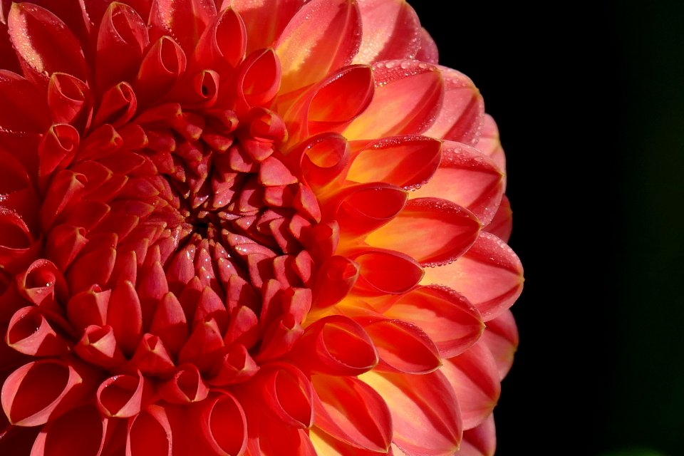 2015.09.28.084224_Dahlia_Schloß_Benrath_Düsseldorf