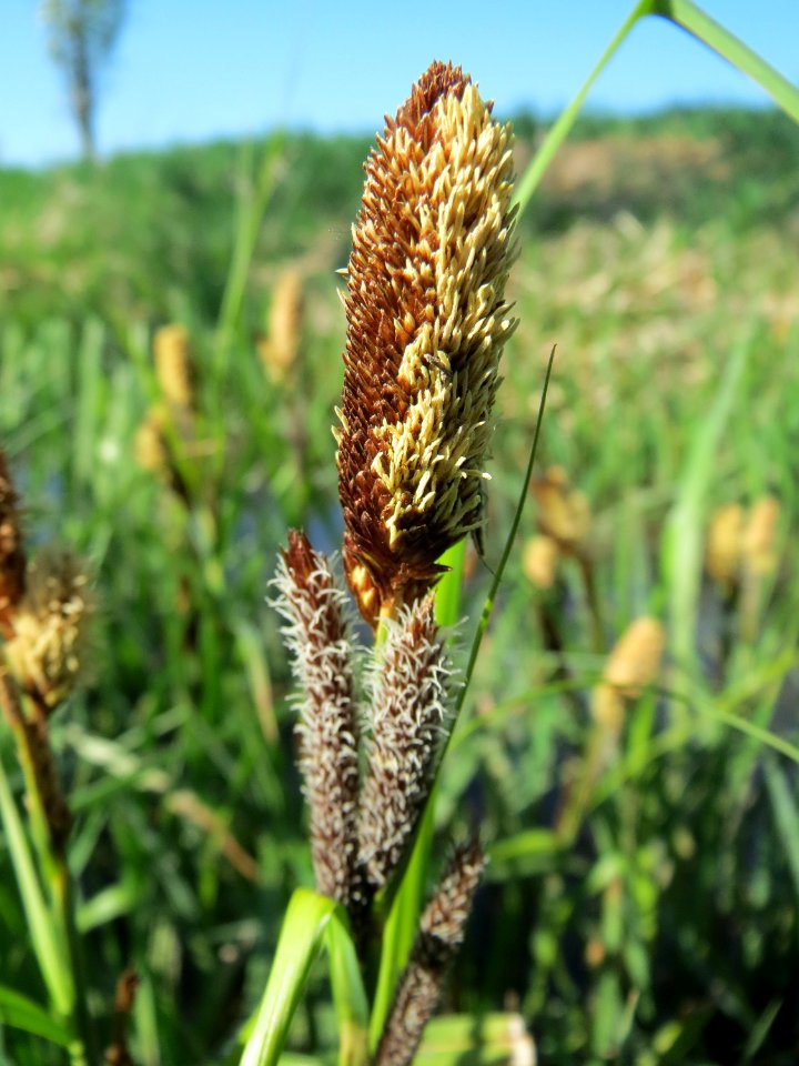 20150420Carex_acutiformis11