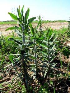 20150420Euphorbia_lathyris1