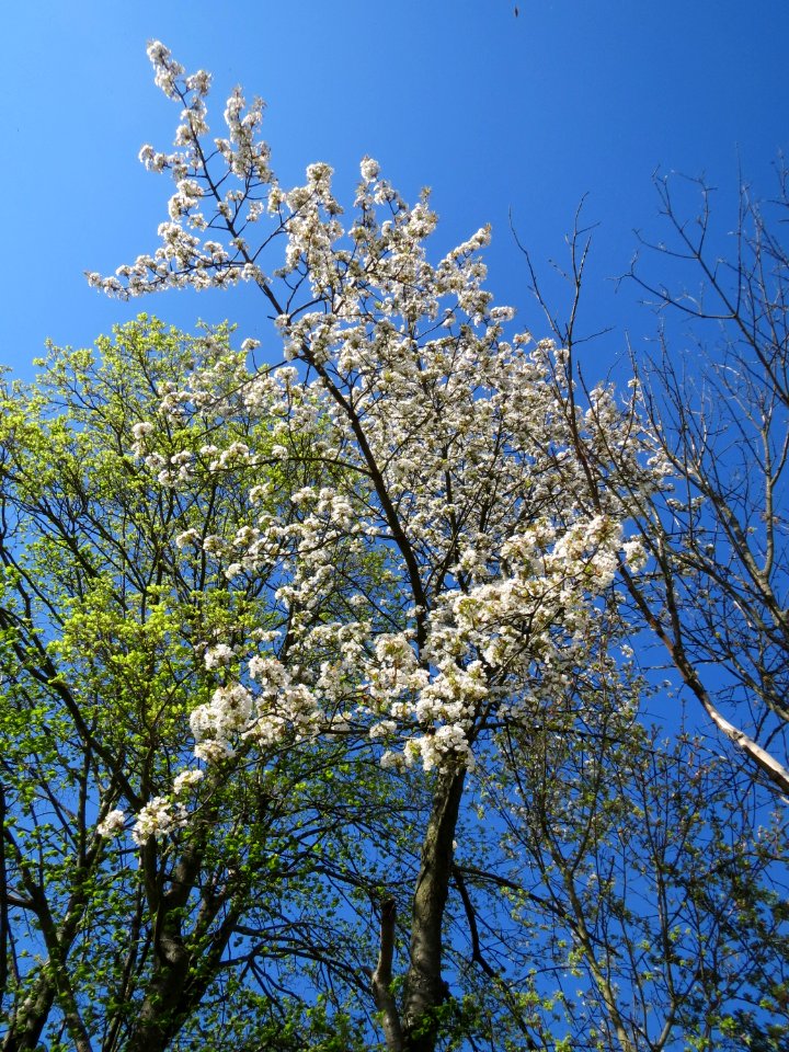 20150420Prunus_sect_Cerasus3