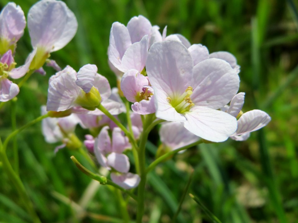 20150420Cardamine_pratensis3