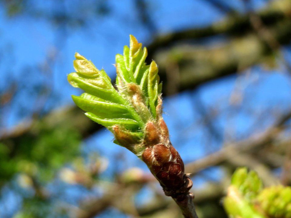 20150420Quercis_robur2