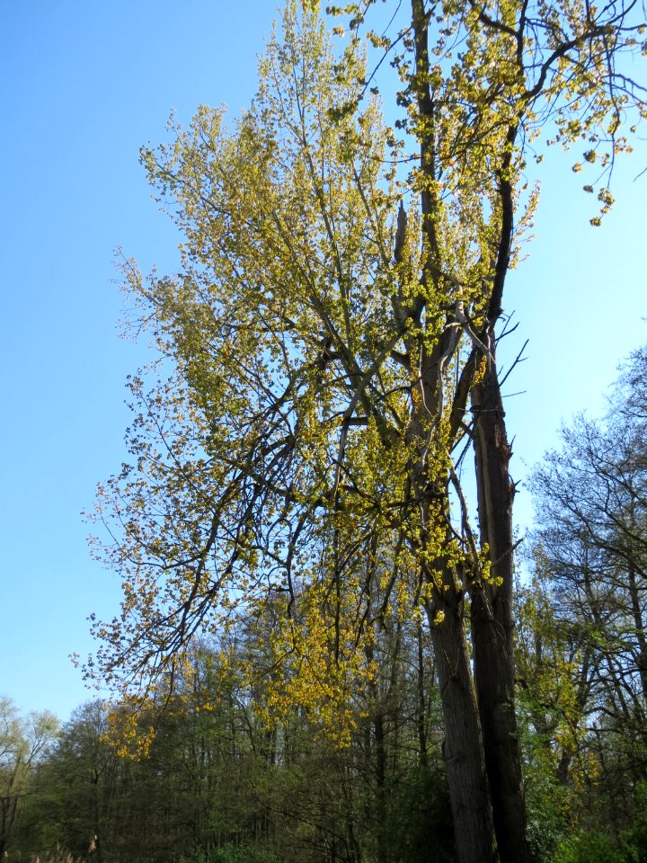 20150420Populus_x_canadensis2