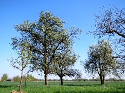20150420Pyrus_communis1