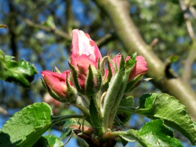 20150420Malus_domestica1