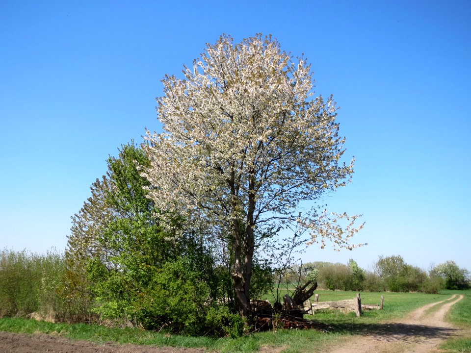 20150420Prunus_sect_Cerasus1