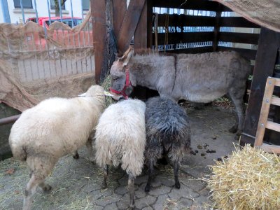 20141206Wackenberg1