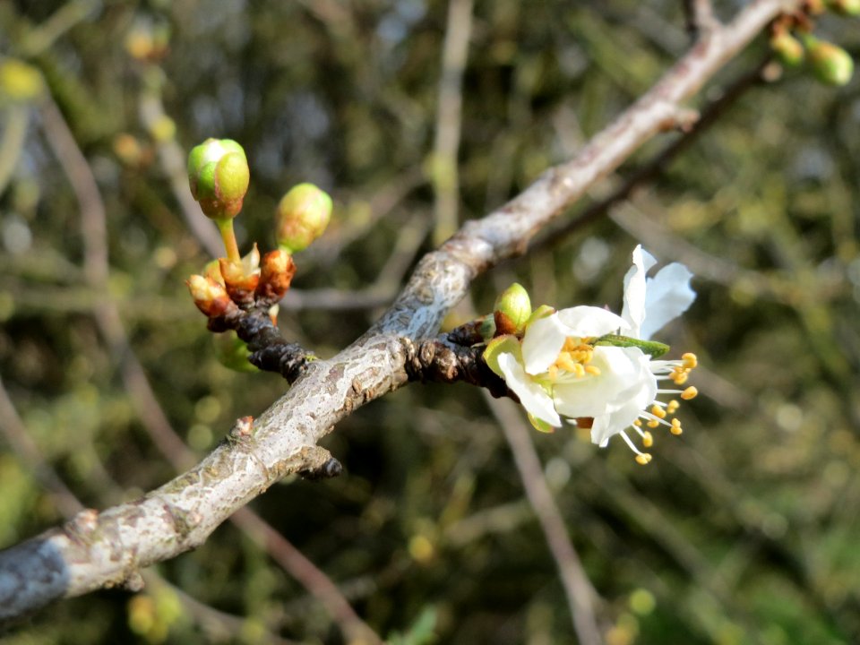 20150320Prunus_cerasifera4