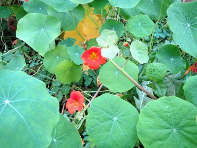 20141206Tropaeolum_majus1