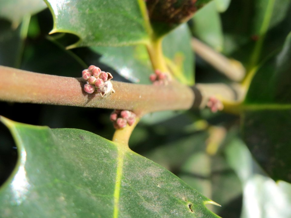 20150327Ilex_opaca4