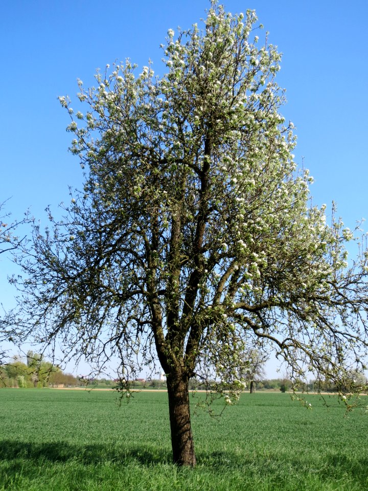 20150420Pyrus_communis2