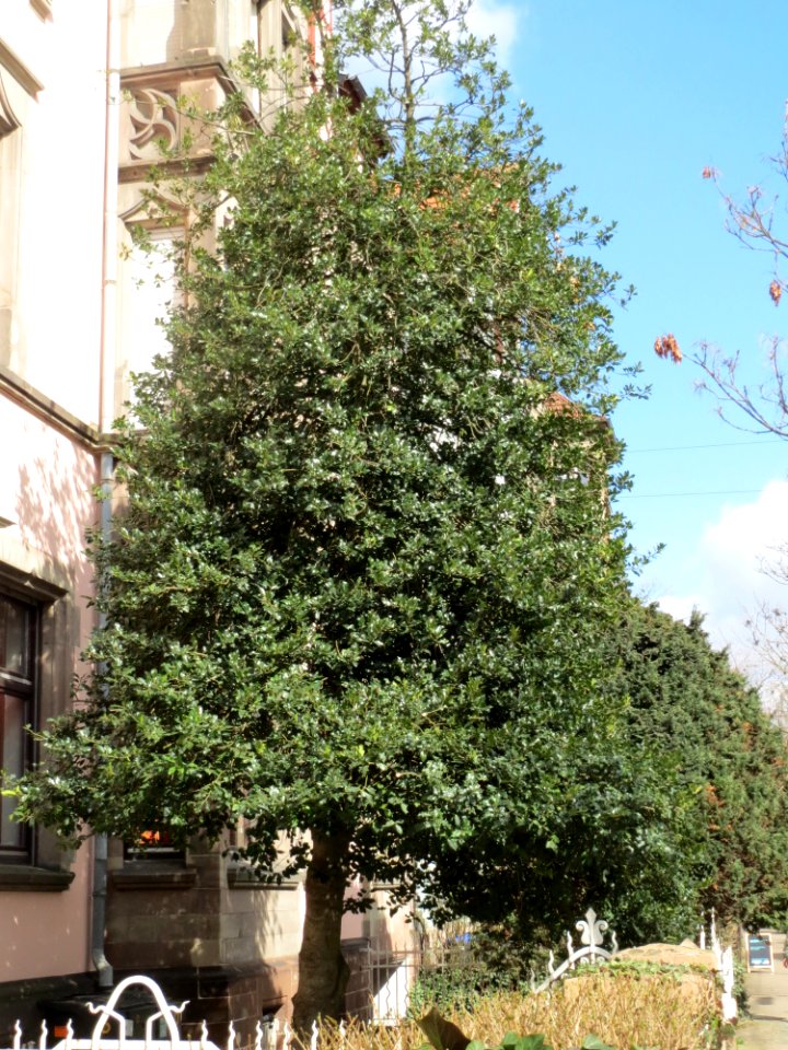 20150327Ilex_opaca1