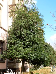 20150327Ilex_opaca1